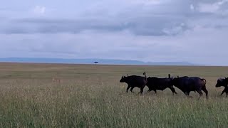 Buffalo Herd Comes Out Of Nowhere To Rescue Their Comrade