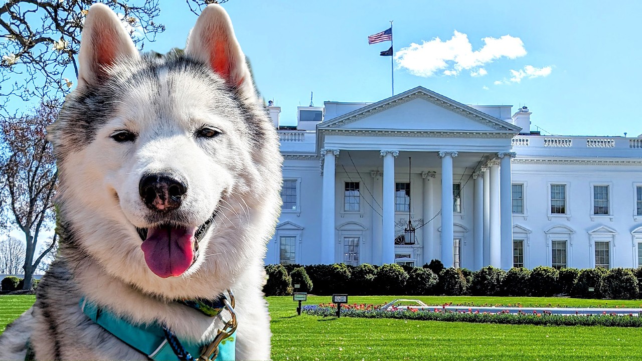 Husky✪☽ maxresdefault.jpg