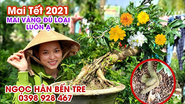 CÚC THỌ HƯƠNG🌟CÚC 150 CÁNH  🌟BẠCH MAI ngày 9/11/2020 bonsai can tho