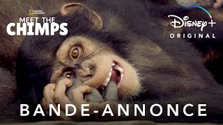 Bande annonce Rencontre avec les Chimpanzés 