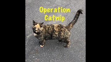 Operation Catnip: Help for Feral Cats in NC