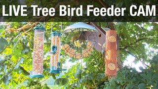 LIVE Tree Bird Feeder Cam  High Quality 3D Sound  Recke, Germany