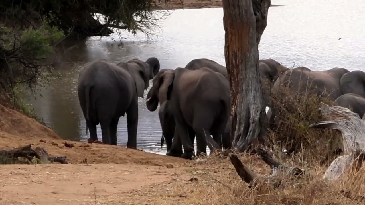 Thirsty Elephants herd Race to drink water!🐘💯