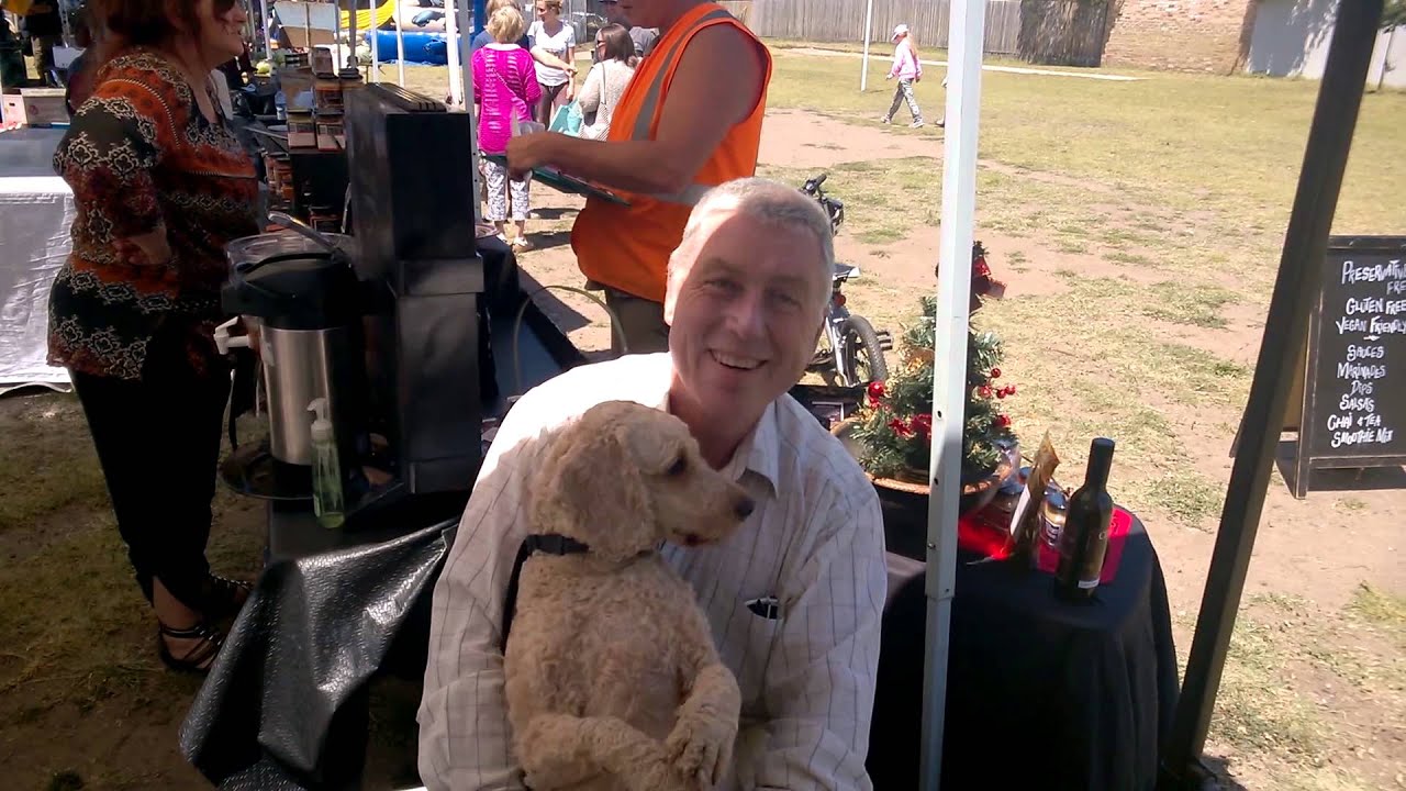 Archie cockapoo/ spoodle dog waving hello in Australian dog treat ...