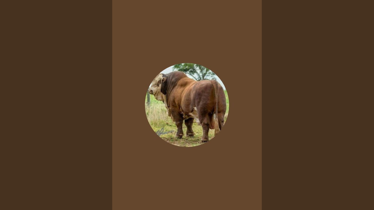 ادي العروض ولا بلاش من داخل مزرعة تاجر الغلابه المعلم ابراهيم ابو اليزيد01019034074