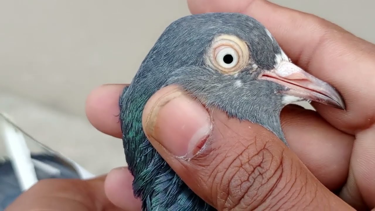 ہمارے گھر کے منٹھار جوڑے کا میل اور دل نشیں جوڑے کی فیمیل شوق کریں