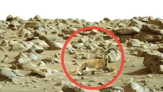 NASA Mars Perseverance Rover Spotted New 4k Video Footage of Mars on Sol 1082 | Mars New Video
