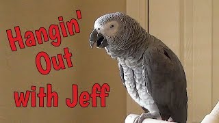 Einstein Parrot is hangin' out in the office with Jeff