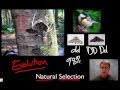 Natural Selection and Evolution: Unraveling Biological Mechanisms and Evidence