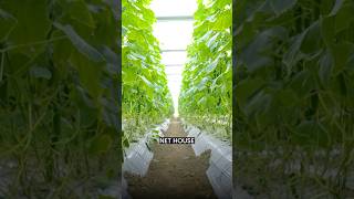Insect Damage से छुटकारा 🛡️ | Nethouse Farming का Real Impact