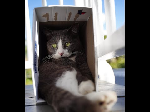 why-cats-love-boxes-?