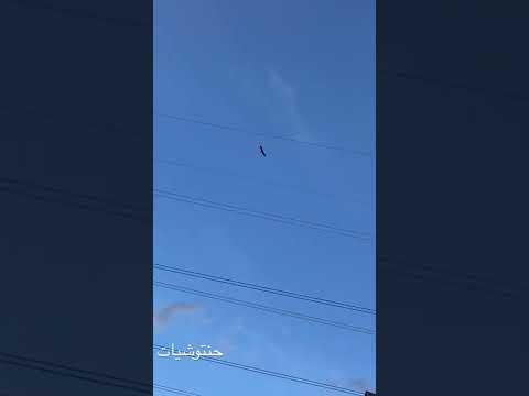 ضهور النسر الامريكيه الحيات البرية في اميركا الشمالية اشهر نسر شعار امريكا