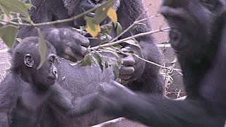 長男ゴリラゲンタロウの手荒な扱いを注意する母ゲンキ【京都市動物園】