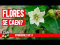 Por qué se caen las flores del pimiento #PIMIERCOLES Episodio 11