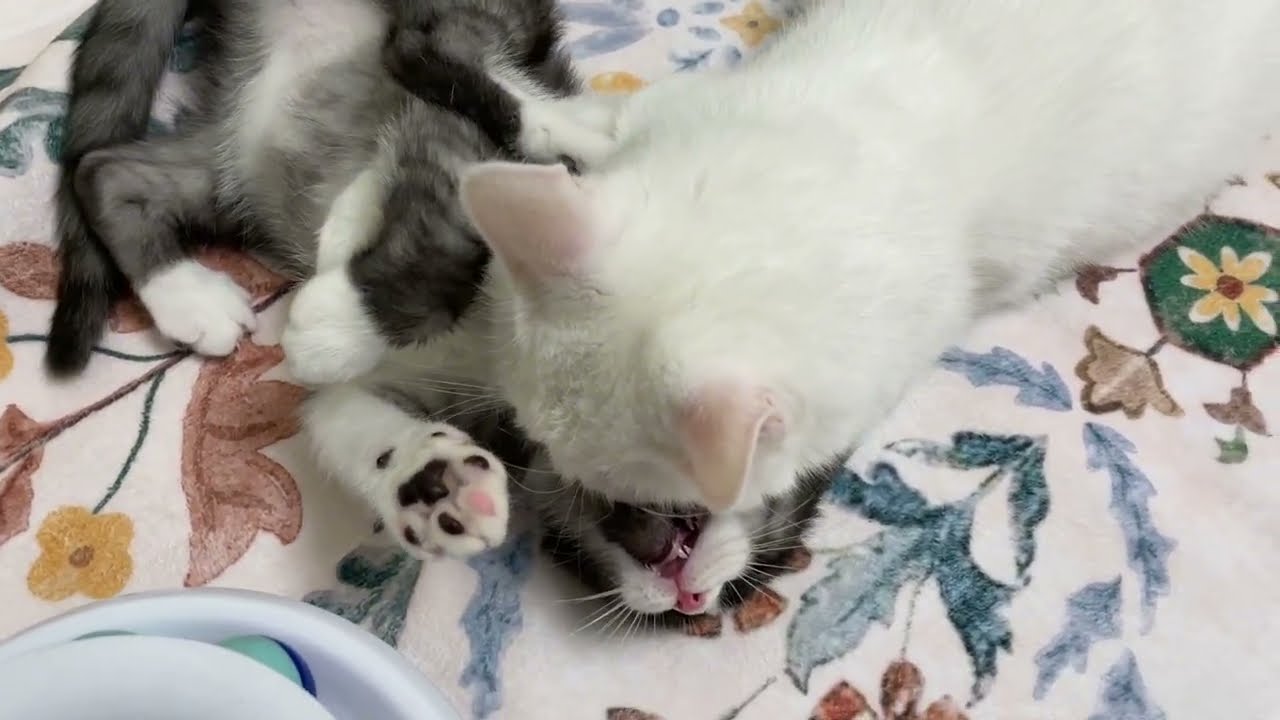 Мими занялась воспитанием детей) досталось всем)