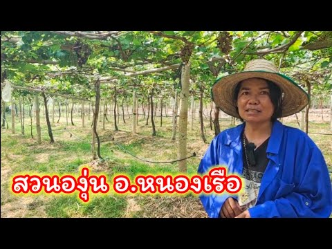 วีดีโอ: วิธีบังคับหลอดผักตบชวาองุ่นในร่ม