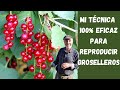 Cómo hacer acodos terrestres para reproducir frutos del bosque y otras plantas