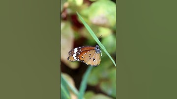 Thumbnail of 🦋 Butterfly #butterfly #honey #sounds #flowers #shorts #viralshorts #birdsounds