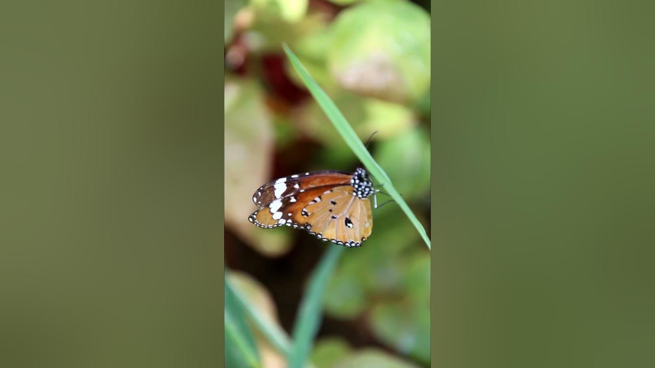 🦋 Butterfly #butterfly #honey #sounds #flowers #shorts #viralshorts #birdsounds