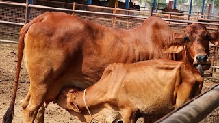 150 ₹ दूध 2500₹ घी । Desi cow dairy farm । Dairy farming in India । India farming management