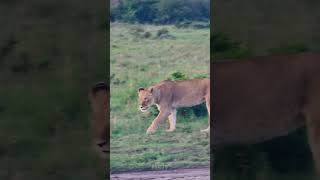 Lions At Dawn #Wildlife | #ShortsAfrica #DiscoverMyAfrica