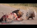 Porcupine Too Danger   Porcupine Vs Lion Real Fight   Powerful Big Cat   Animals Attack mp4