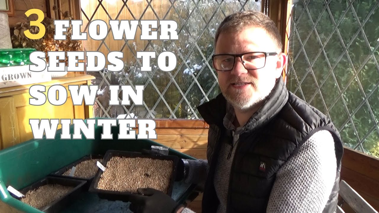 3 Perennial Flower Seeds to Sow in Winter Cold Stratification How