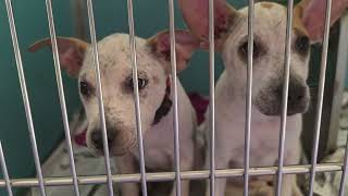 Acs A819595 A819596