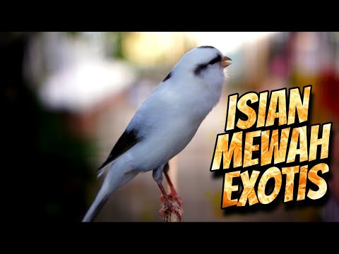 Masteran KENARI GACOR ngeroll panjang,Cuit Cuit Emosi AMPUH bikin kenari nyaut ,Masteran MURAI BATU