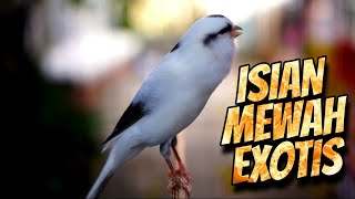 MATERI CENGKOK MEWAH EXOTIS ! MASTERAN KENARI ISIAN BLACKTHROAT GACOR DURASI PANJANG PALING DICARI