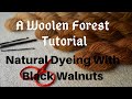 Dyeing With Black Walnuts - A Woolen Forest