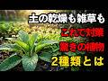 農家の秘訣庭にあるこの2種類の草だけで、収穫量が爆発的に増える！| 空海の教え | 自然農法 | ガーデニング | 有機栽培