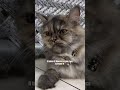 🙄👌🏻 #viral #cat #catentertainment #catmusic #kitten #catmusic #catvideo #shorts #funny