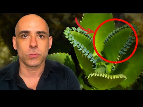 A PLANTA QUE PROMETE CURAR O CÂNCER E MUITO MAIS | Dr Dayan Siebra vinagre de maça no cabelo