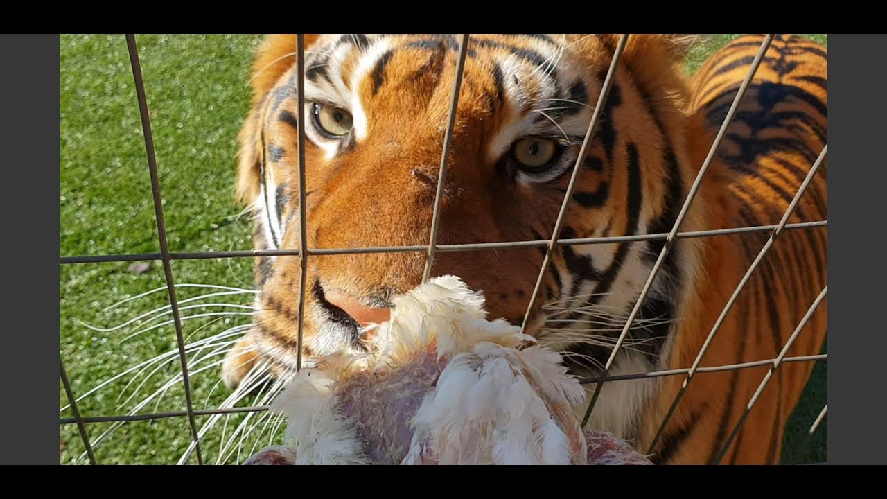 Getting tiger food! - YouTube