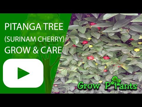 Pitanga tree (Surinam Cherry)