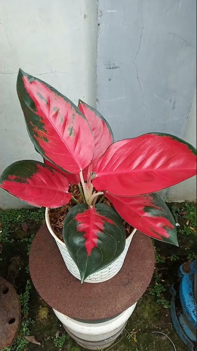 AGLONEMA SUKSOM JAIPONG