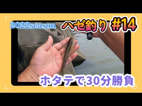 2022年【ハゼ釣り#14】7月9日　ホタテで30分釣ったら何匹釣れるの？30分一本勝負‗釣果情報