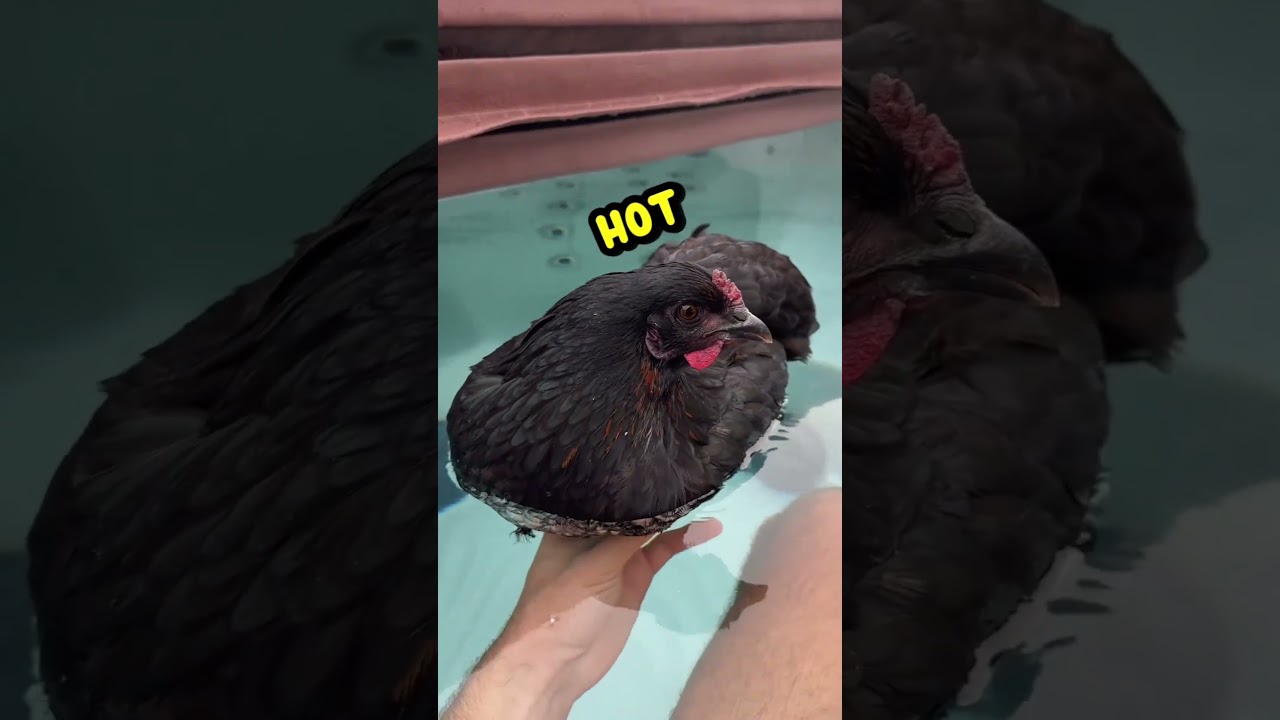 EvEr SeeN a ChiCkeN iN a HoT TuB? 🛁🐓