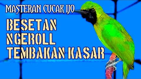 Ini Baru Masteran Cucak Ijo Mewah‼️Besetan & Roll Tembak Kasar Paling Dicari
