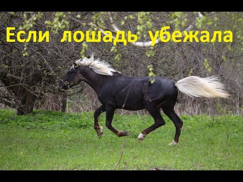 Если лошадь убежала. Что делать?