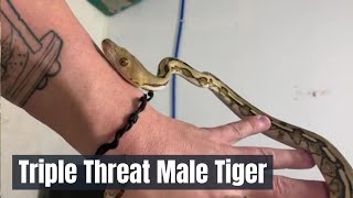 BABY RETICULATED PYTHON- MR. TRIPLE THREAT UPDATE- PART II