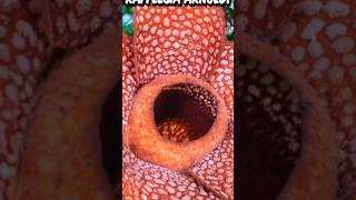 The STINKIEST FLOWERS on the PLANET 🏵️😯!! #viral #shorts #flowers