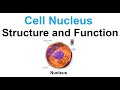 Cell nucleusstructure and function