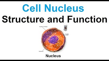 Cell nucleus-structure and function