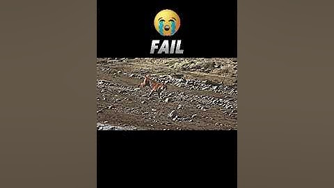 Tiger vs cheetah #trending #viralvideo #shorts #short #animals #tiger #cheetah #wildlife