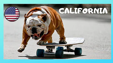 VENICE BEACH: Tillman is it! Amazing SKATEBOARDING DOG (California, USA)