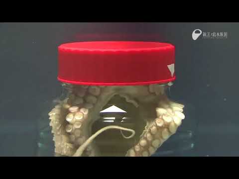 Octopus Escapes a closed jar look how he does it!! **amazing**!!