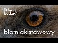 Leśny budzik - błotniak stawowy