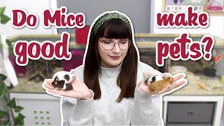 Do Mice make good pets?